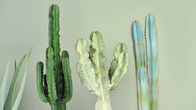 Nurturing dry skin in summer Image