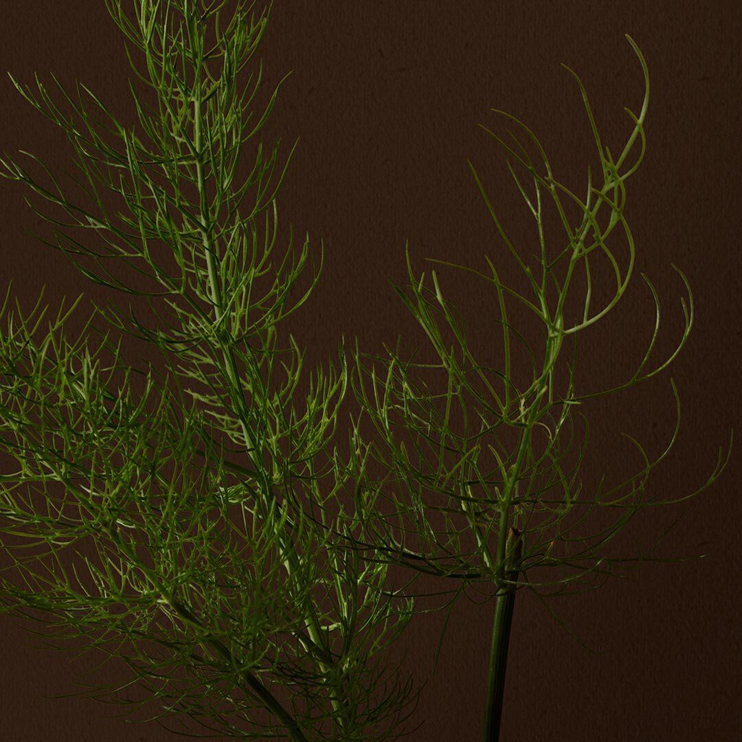 Close-up of fine branches crossing a dark brown background.