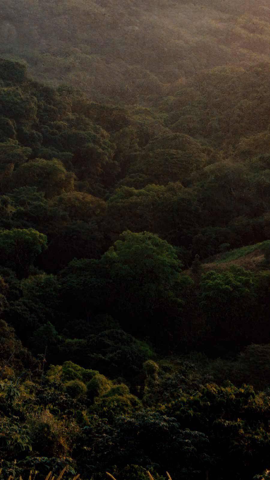 Aerial view of a dense green woodland canopy bathed in warm golden misty light.