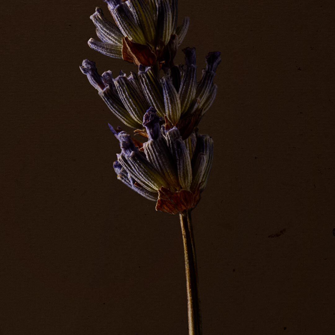 Close-up of a serrated green leaf with deep lobes against a dark background.