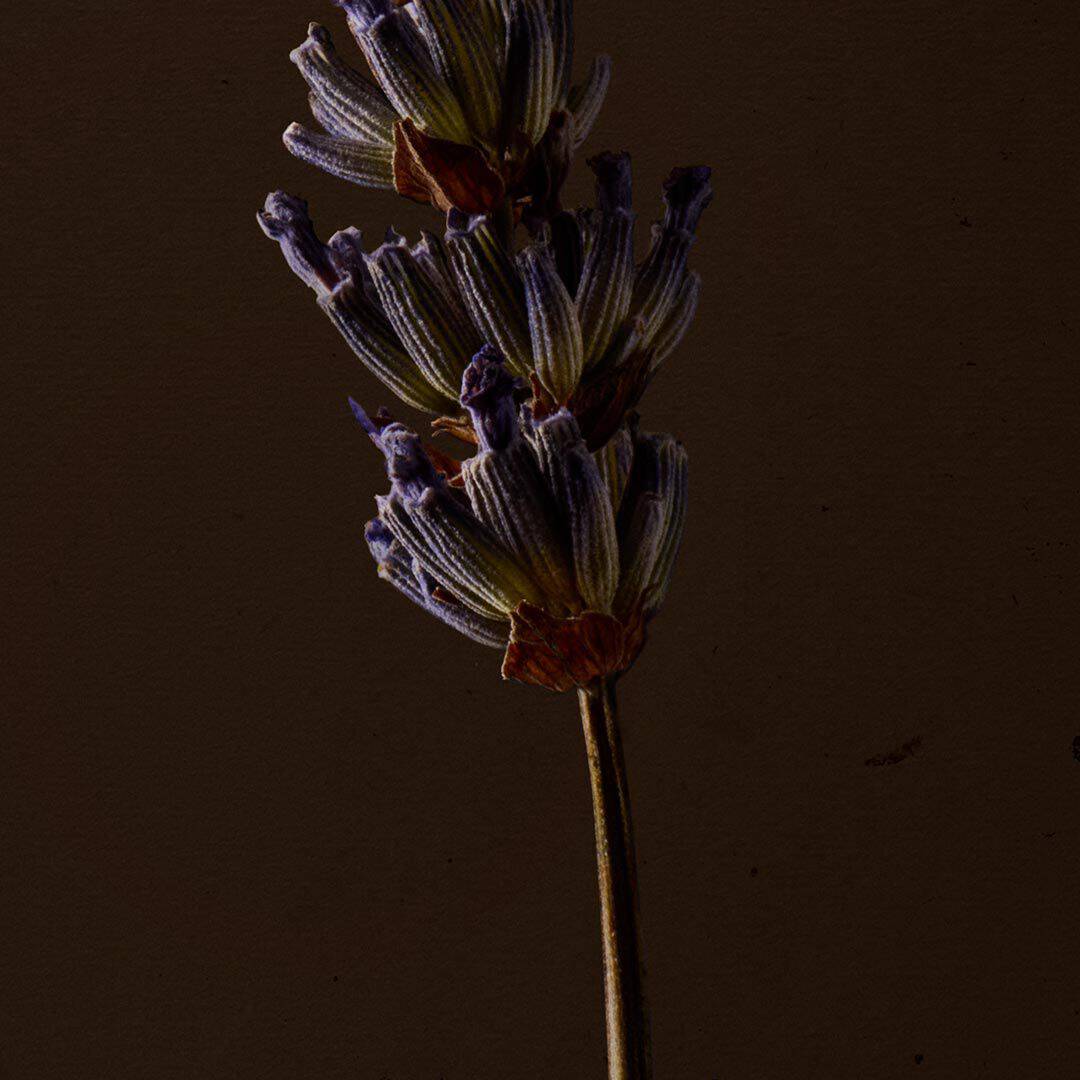 Close-up of a serrated green leaf with deep lobes against a dark background.