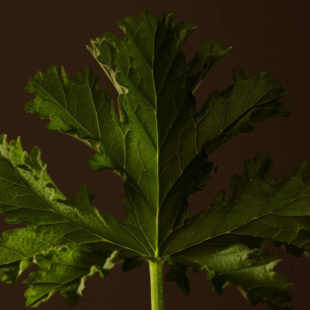 Close-up of a purple flower spike on a slender stem against a dark background.