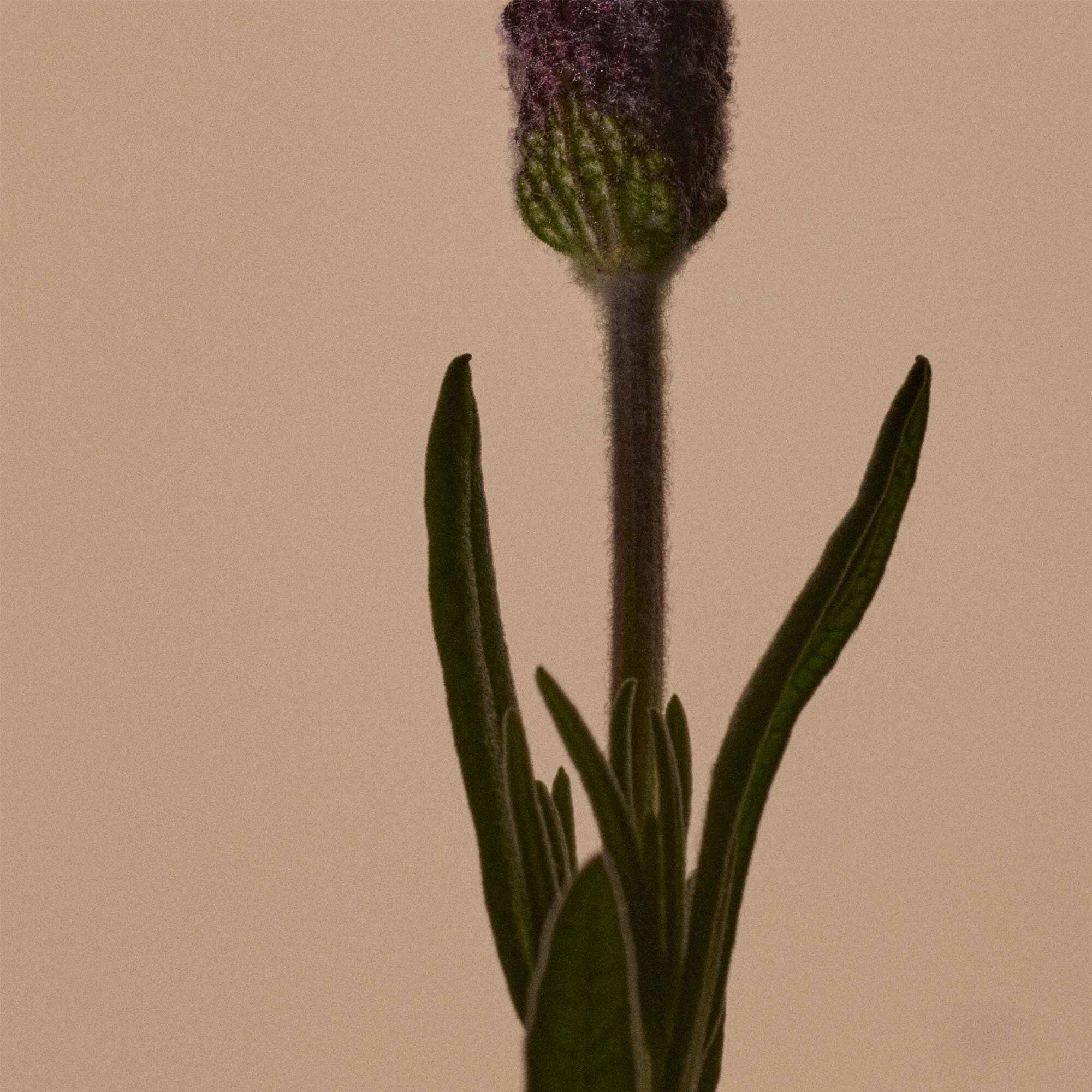 솔리시 리플레니싱 핸드 세럼