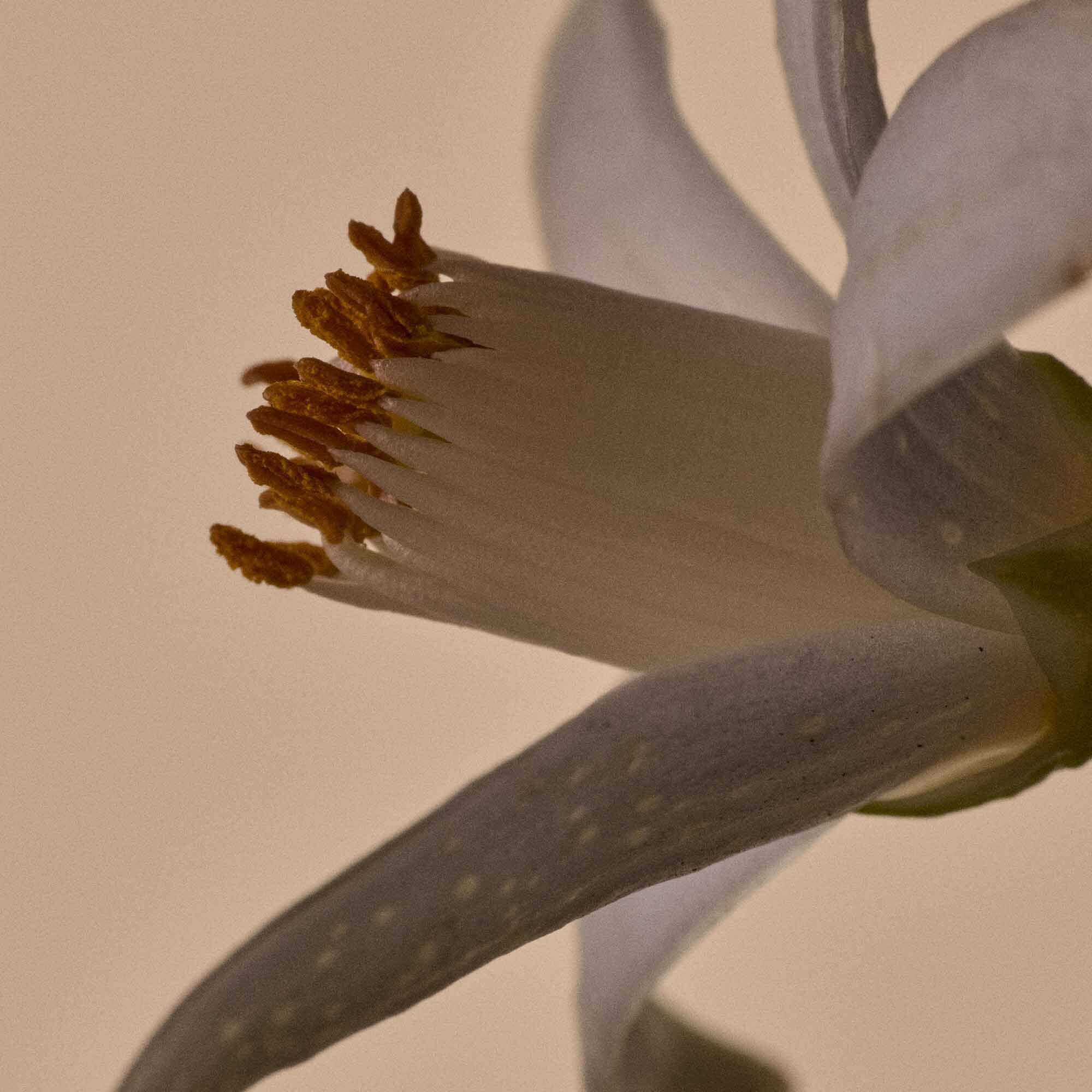 솔리시 리플레니싱 핸드 세럼