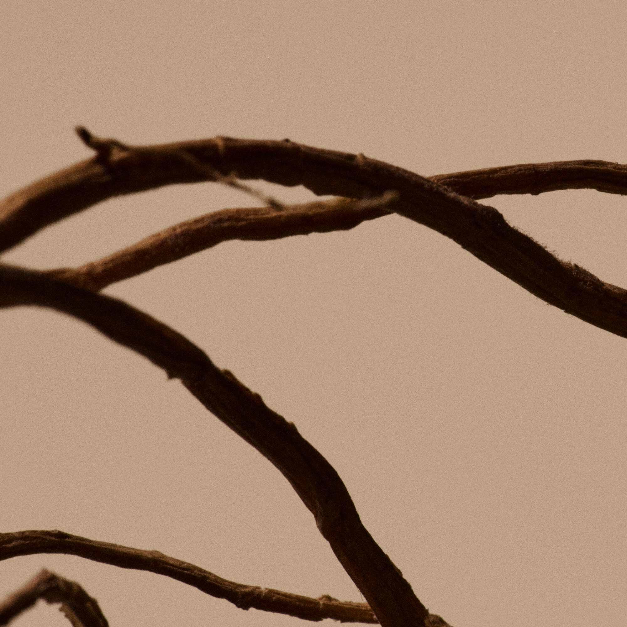 솔리시 리플레니싱 핸드 세럼