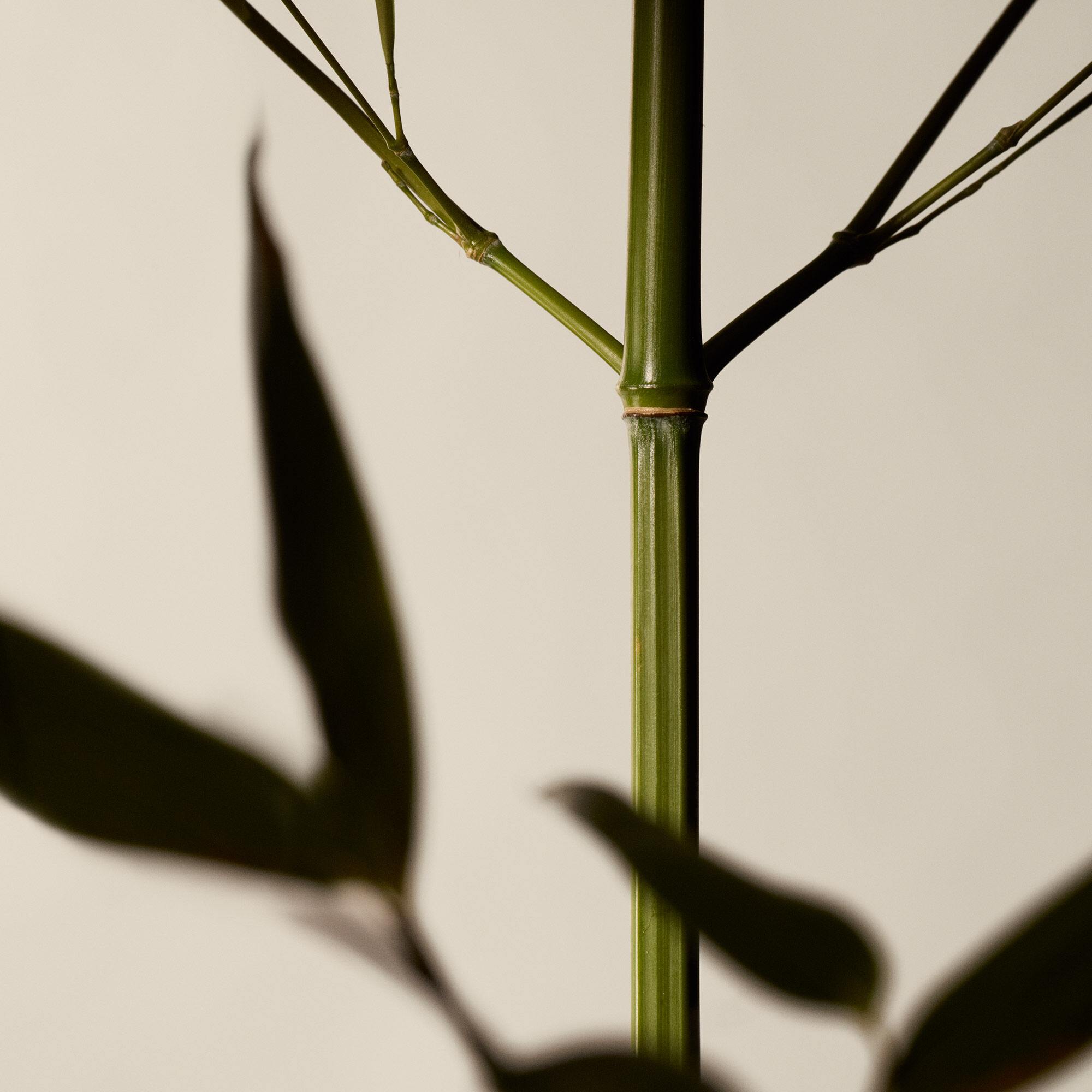 제라늄 리프 바디 스크럽