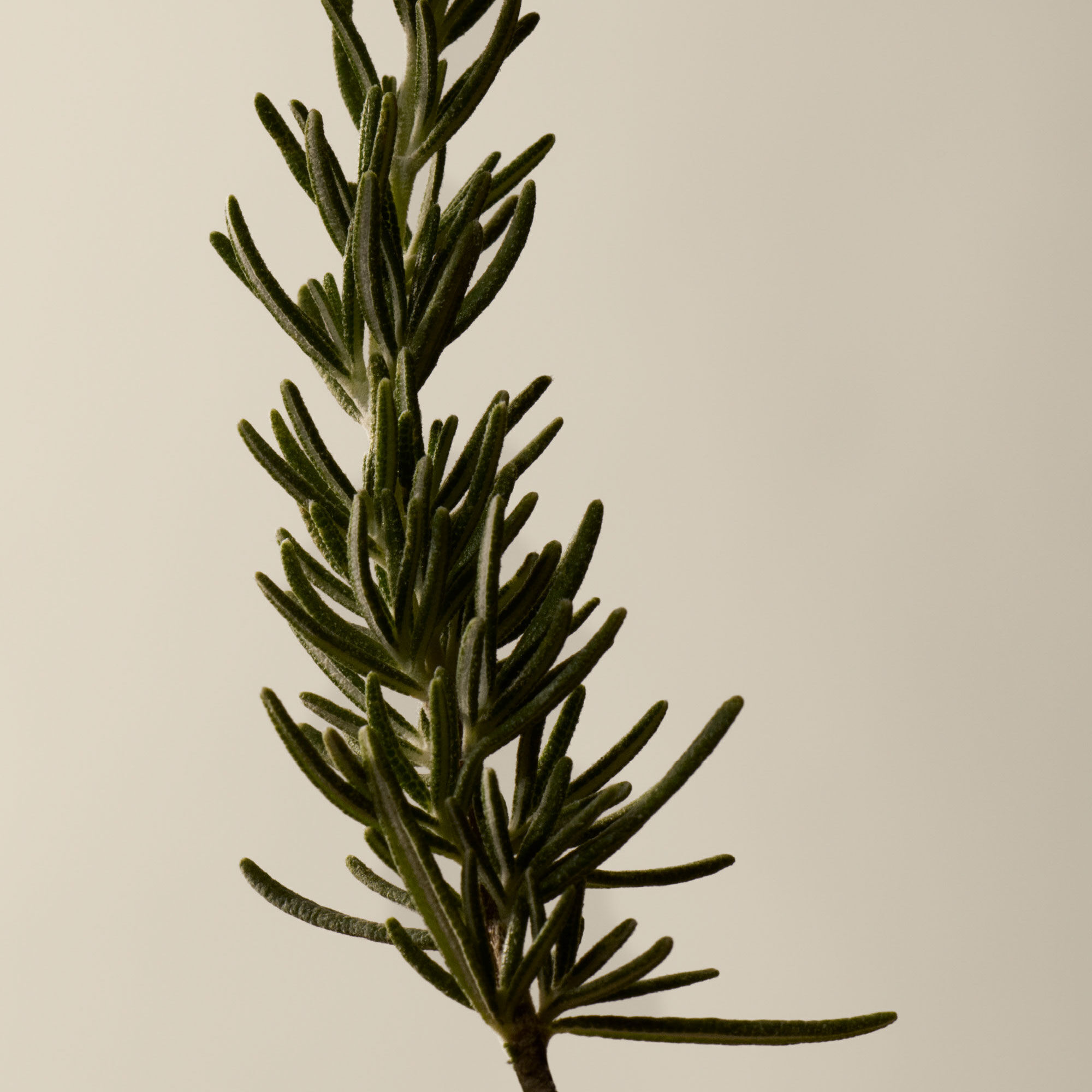 레저렉션 아로마틱 핸드 밤 75mL