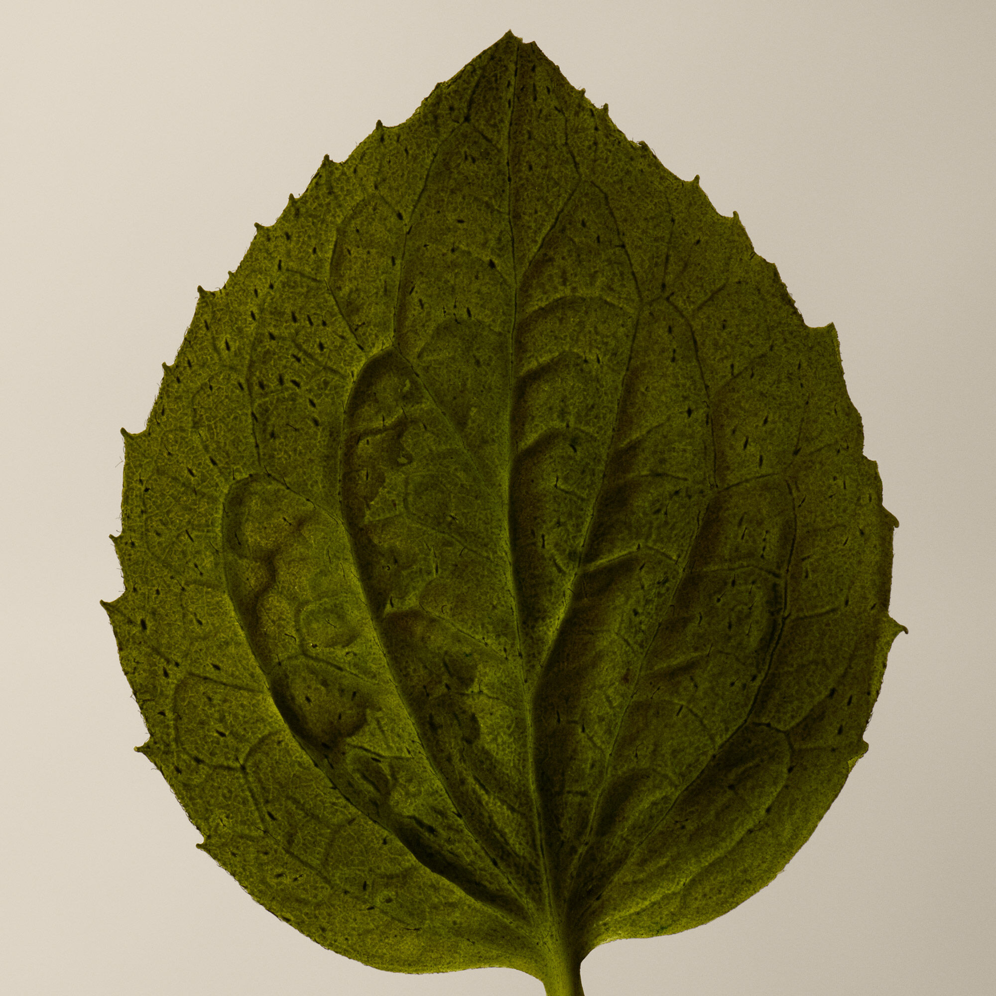 코리안더 씨드 바디 클렌저