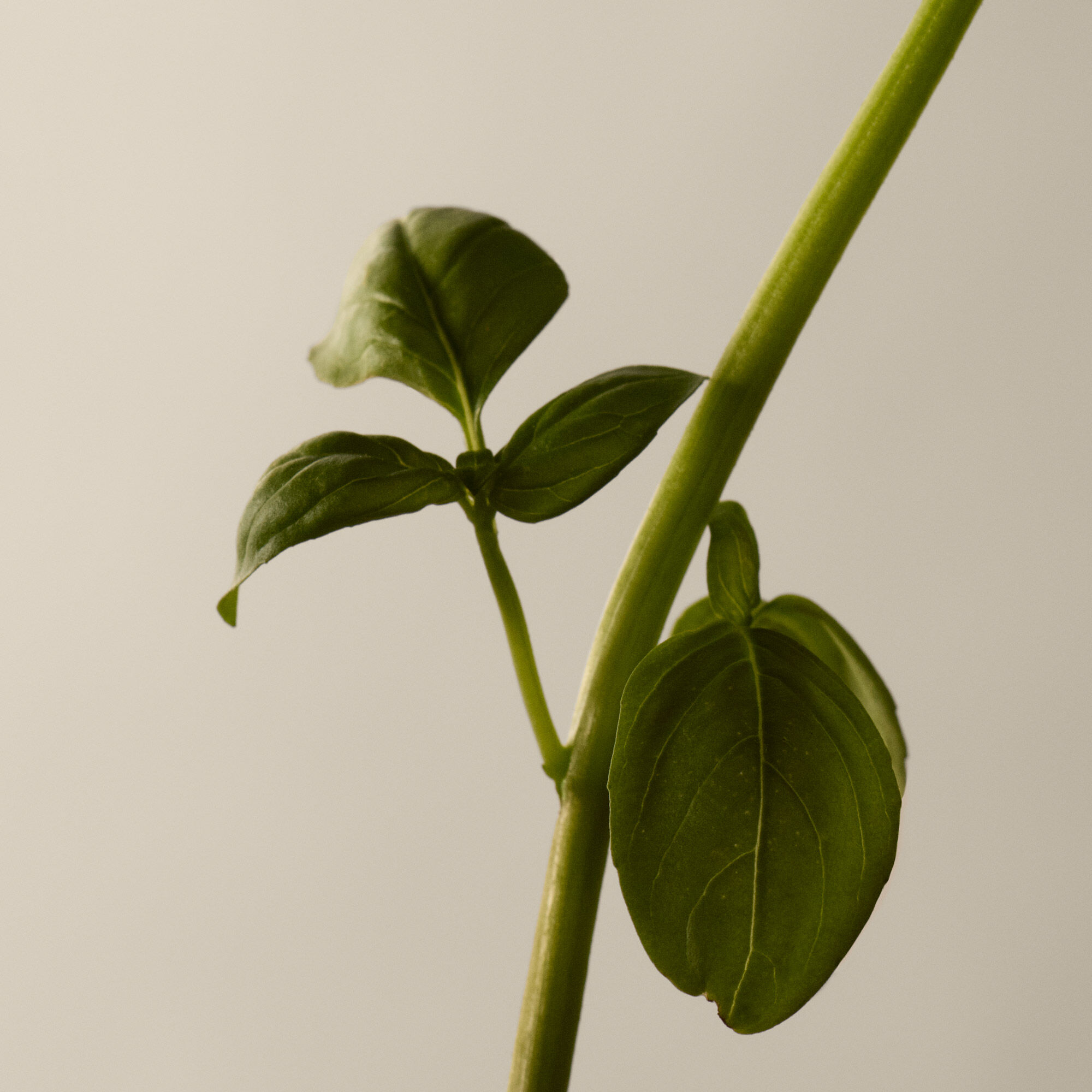 테싯 오 드 퍼퓸